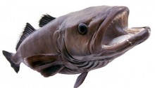 toothfish