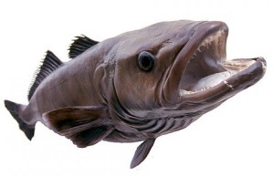 toothfish